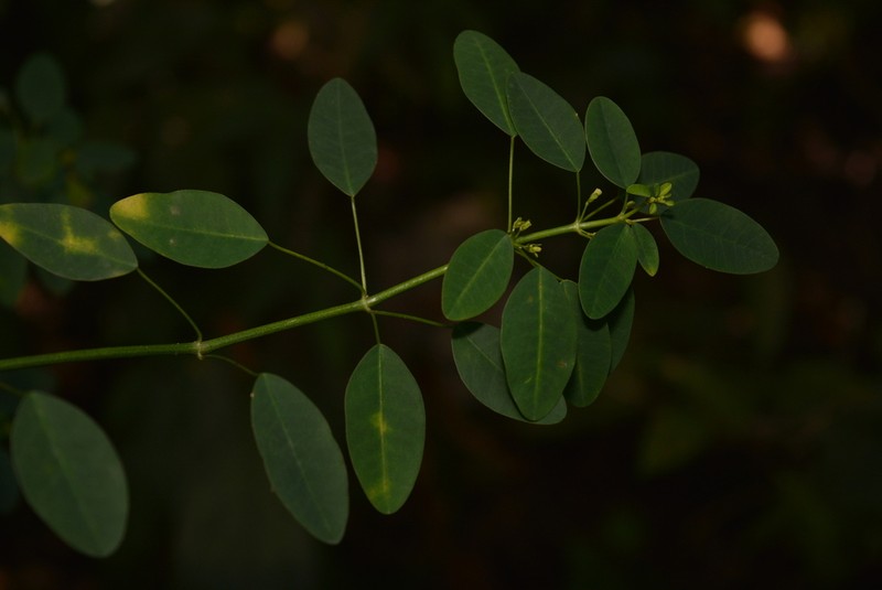 Euphorbia scandens photo 2