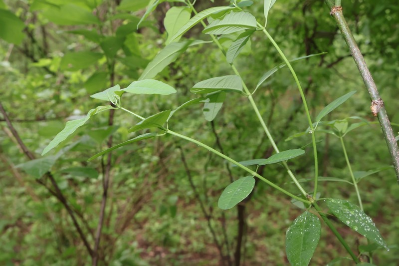 Euphorbia scandens photo 3