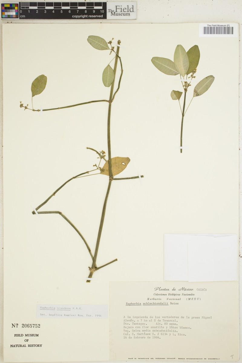 Euphorbia scandens photo 4