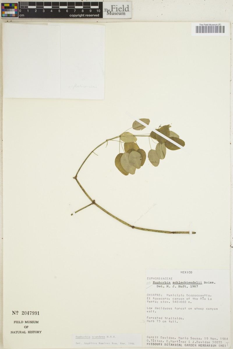 Euphorbia scandens photo 5