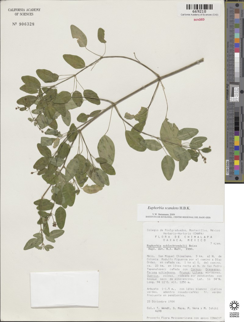 Euphorbia scandens photo 6