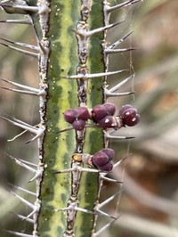 Euphorbia scarlatina
