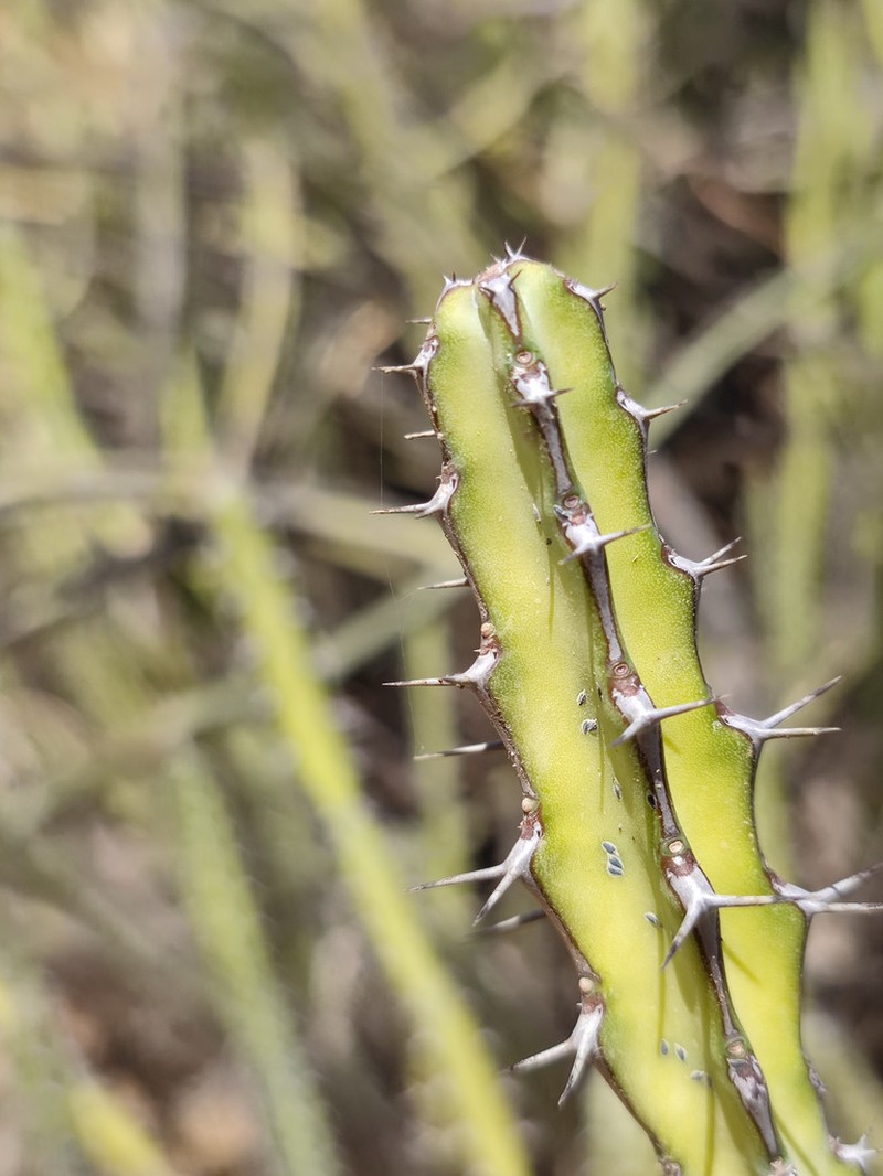 Euphorbia scarlatina photo 2