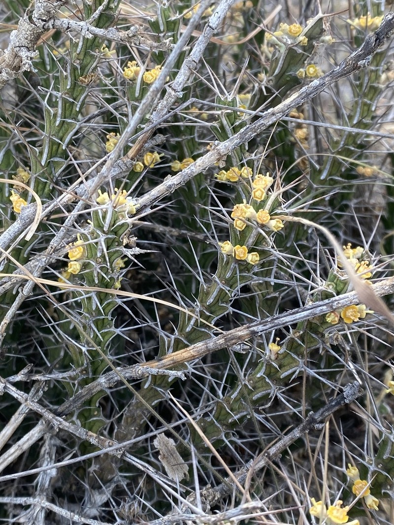 Euphorbia scarlatina photo 3
