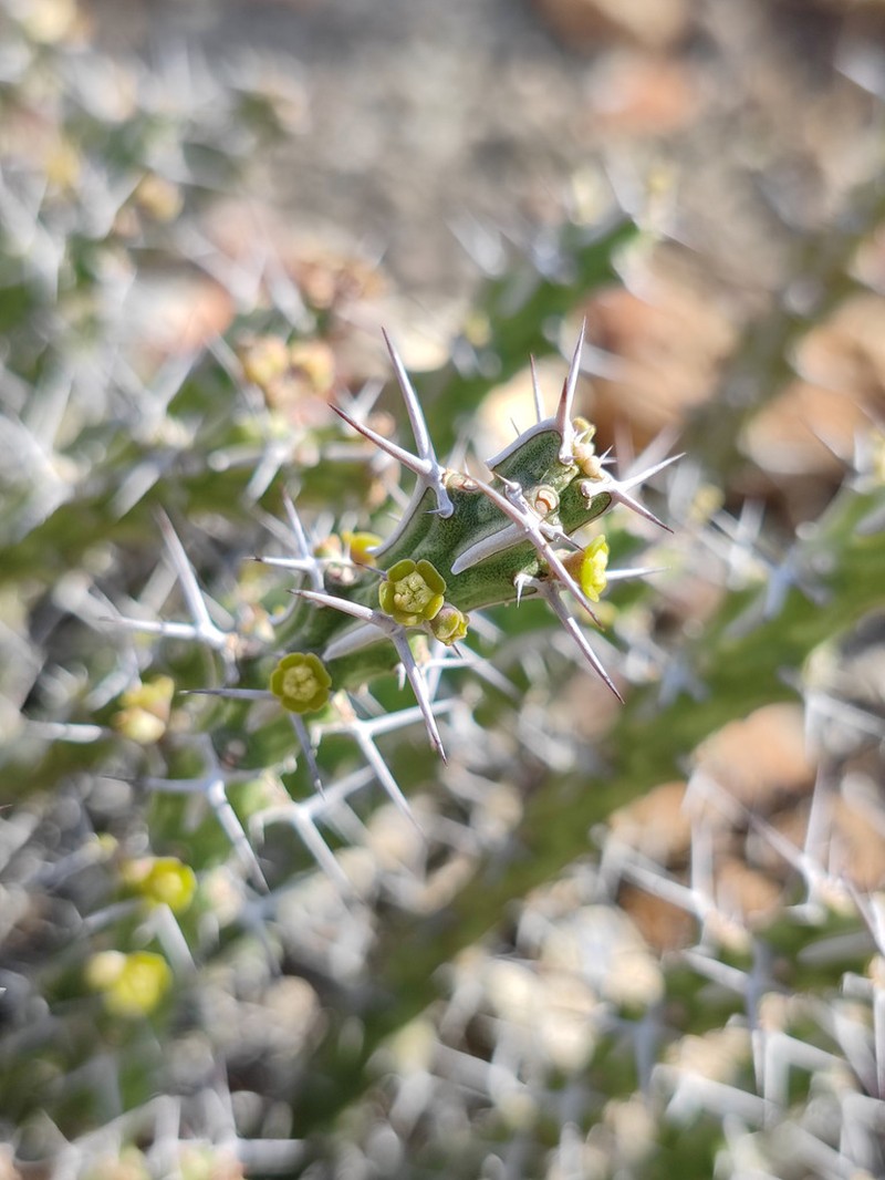 Euphorbia scarlatina photo 4