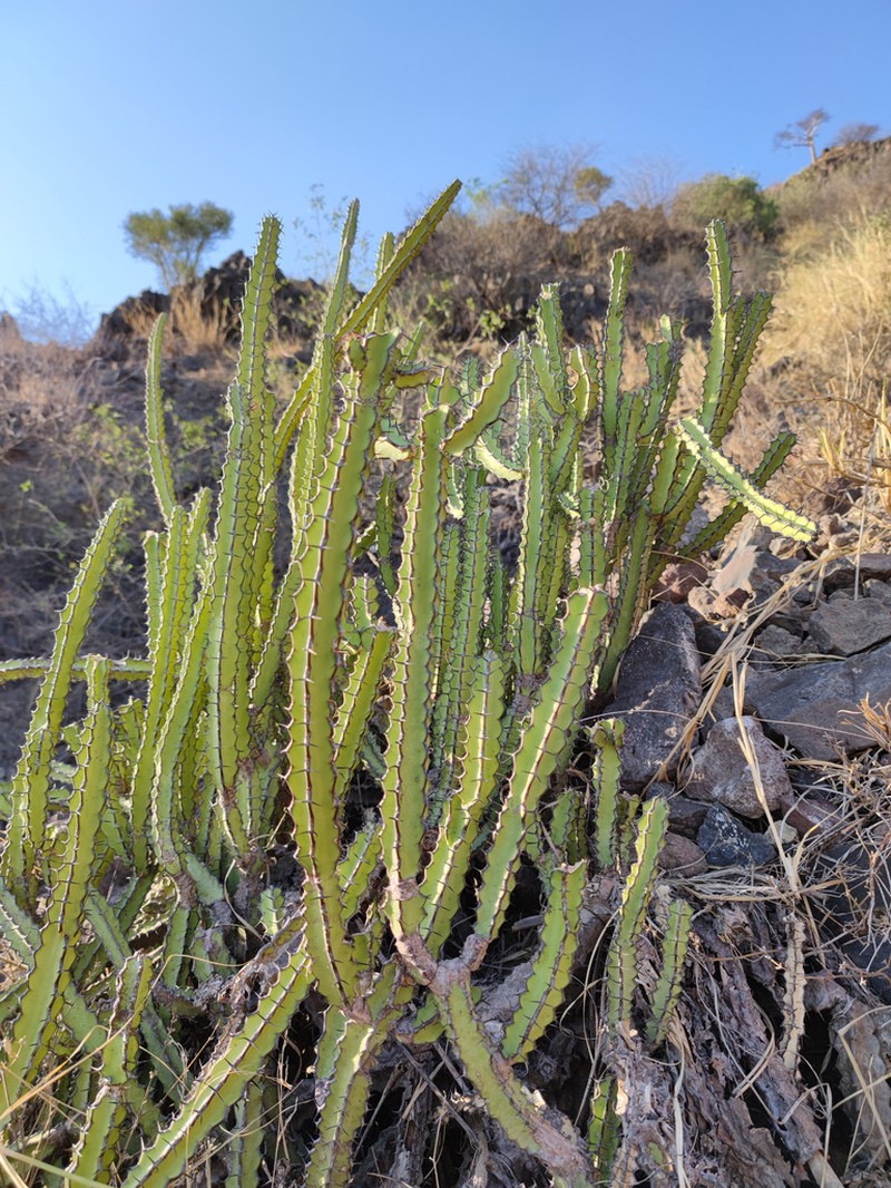 Euphorbia scarlatina photo 5