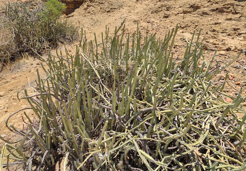 Euphorbia scarlatina photo 6