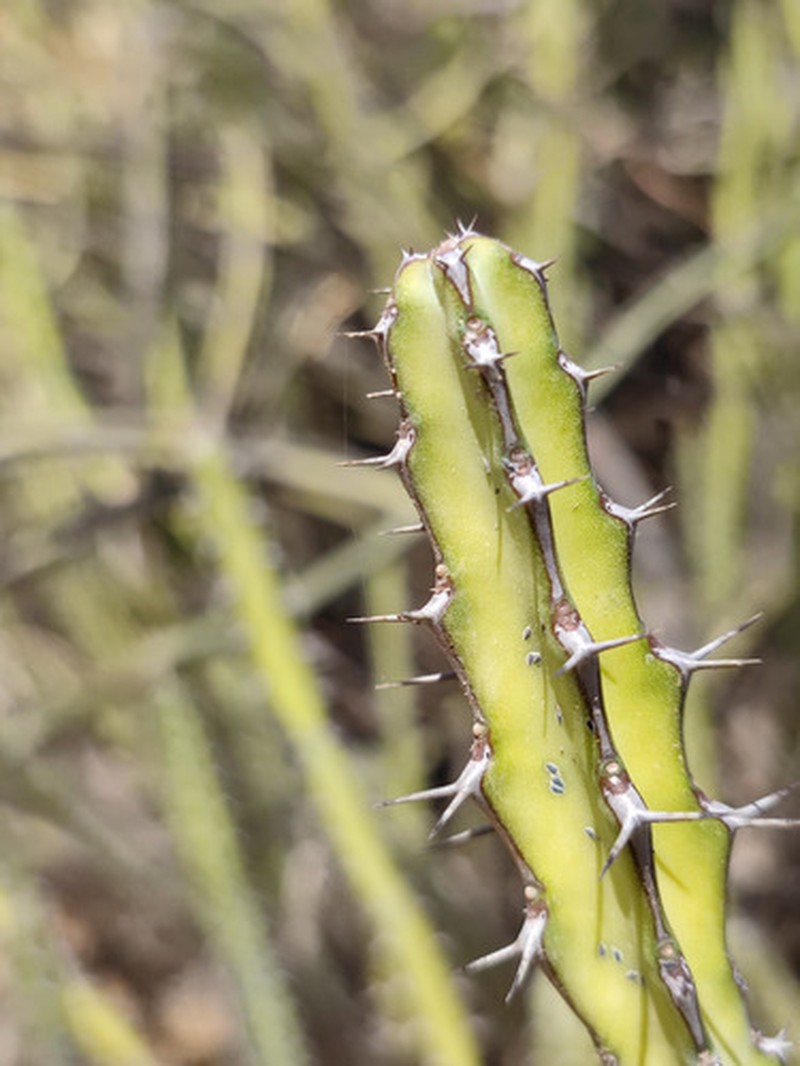 Euphorbia scarlatina photo 8