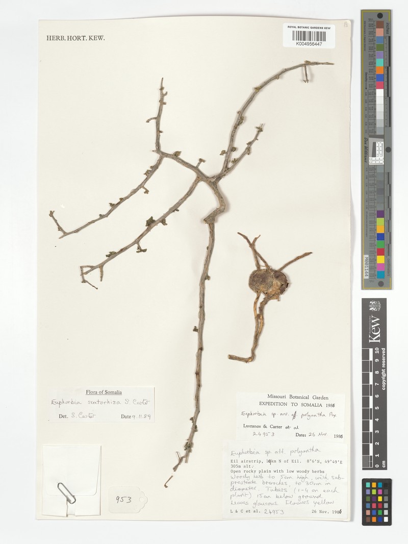 Euphorbia scatorhiza