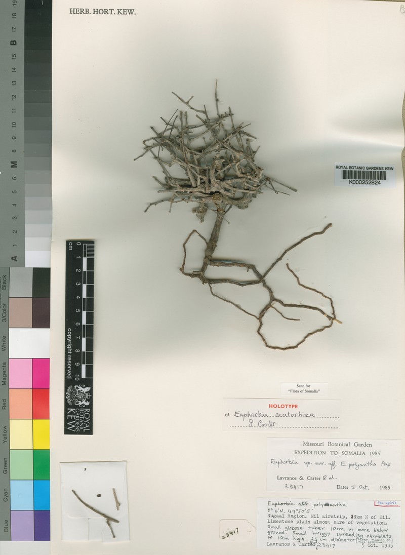 Euphorbia scatorhiza photo 2
