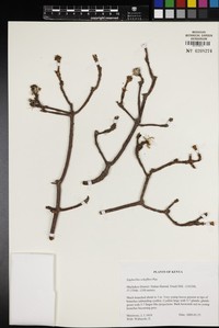Euphorbia scheffleri