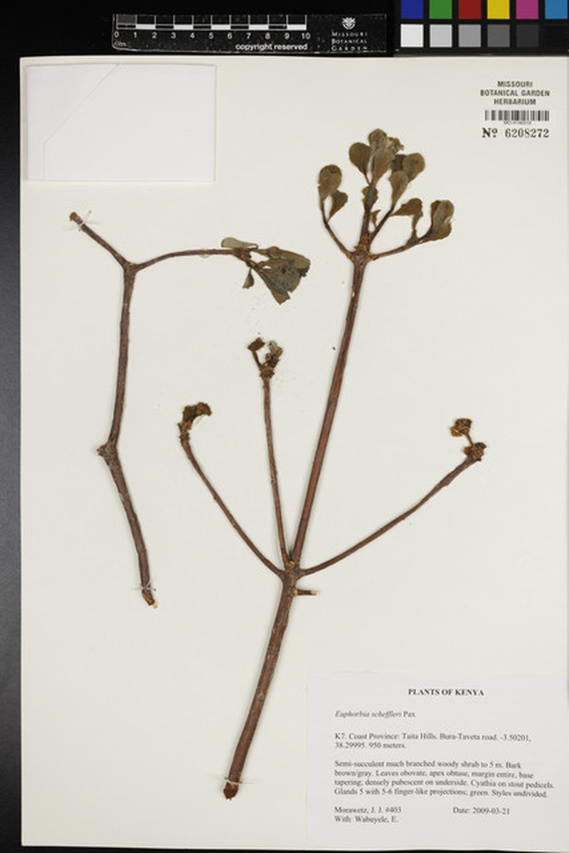 Euphorbia scheffleri photo 2