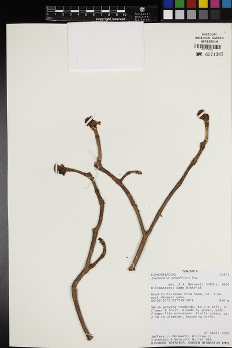 Euphorbia scheffleri photo 3