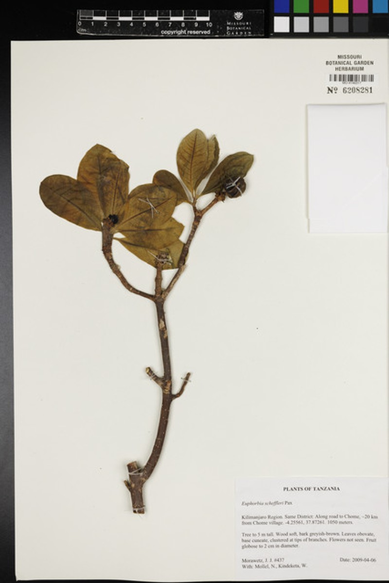 Euphorbia scheffleri photo 4
