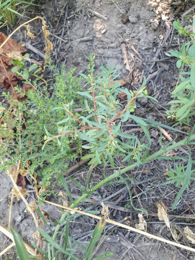 Euphorbia schickendantzii
