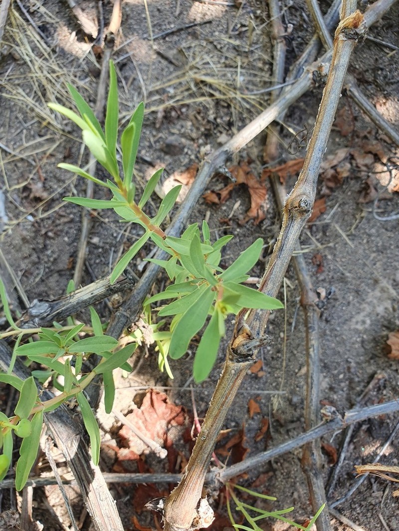 Euphorbia schickendantzii photo 2