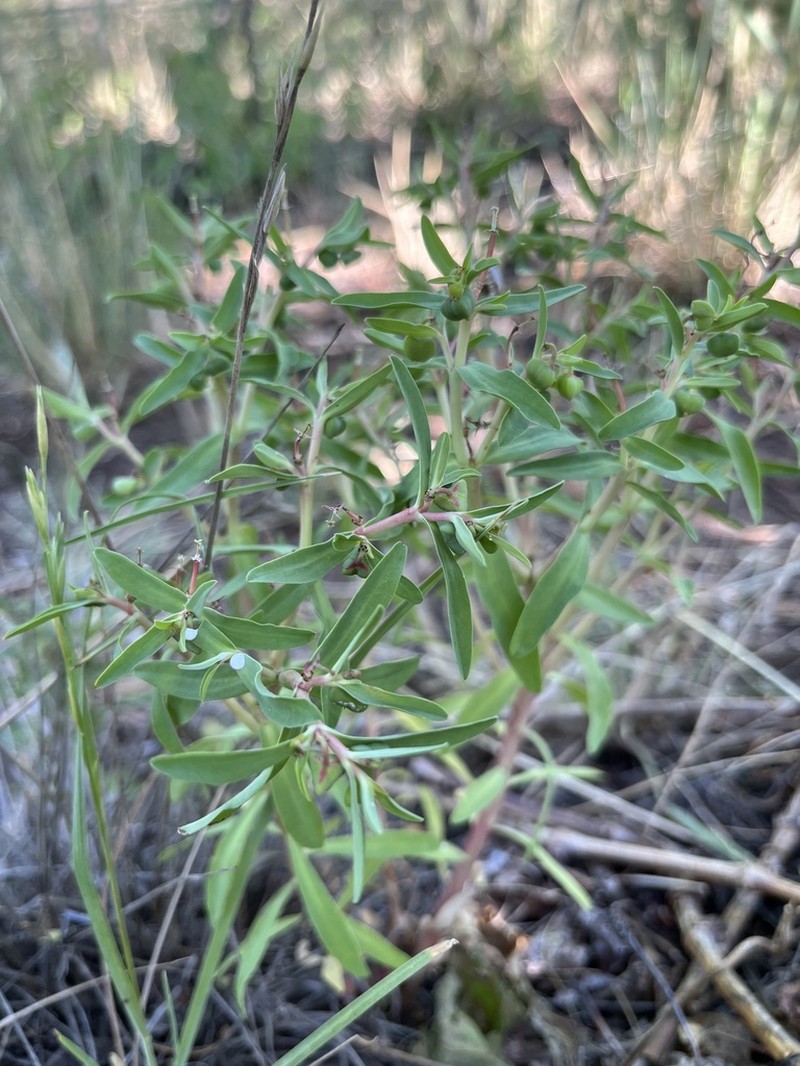 Euphorbia schickendantzii photo 3