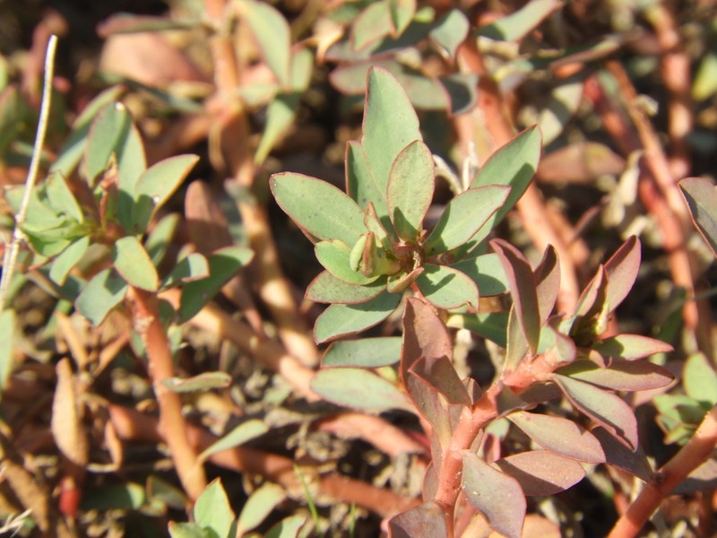 Euphorbia schickendantzii photo 4
