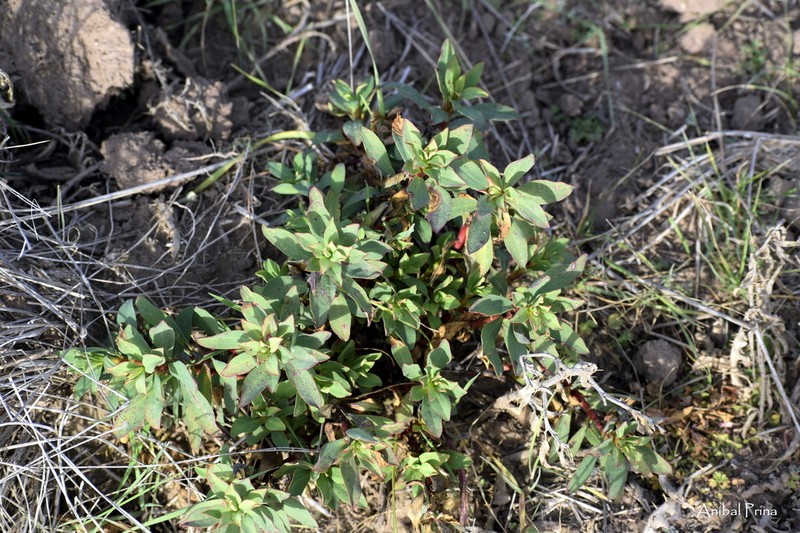 Euphorbia schickendantzii photo 5