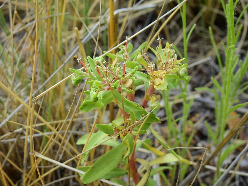 Euphorbia schickendantzii photo 6