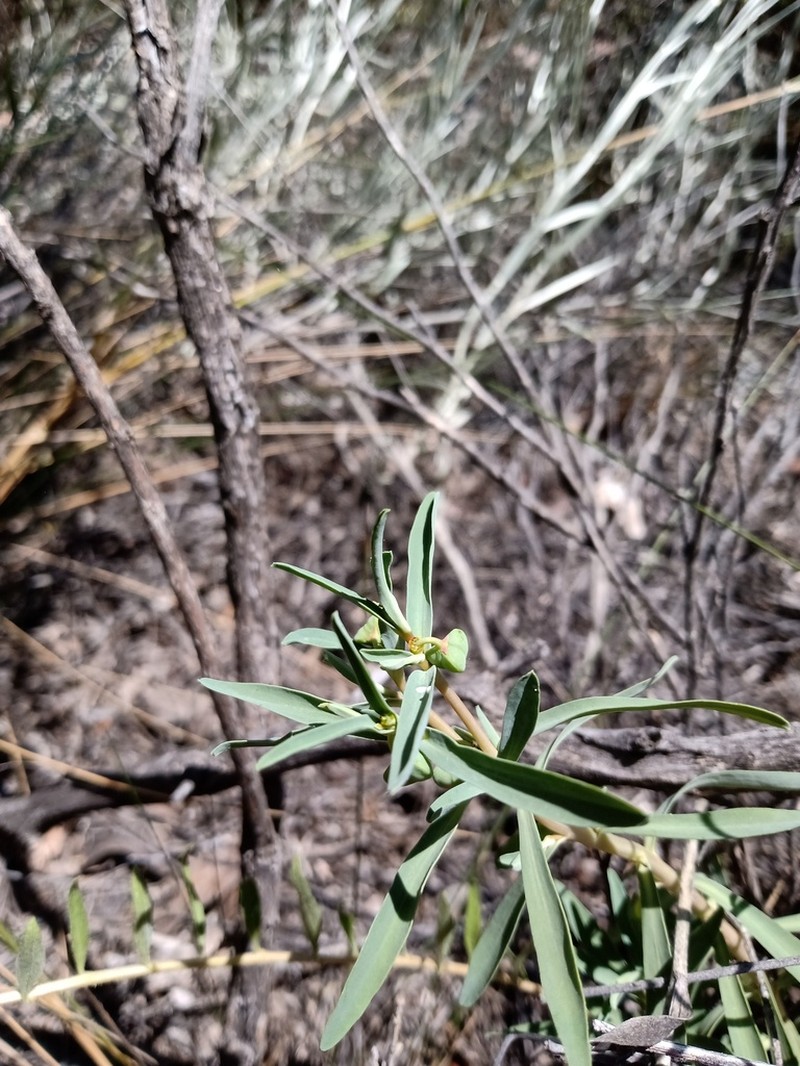 Euphorbia schickendantzii photo 7