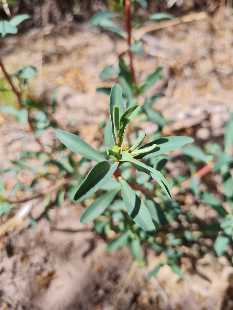 Euphorbia schickendantzii photo 8