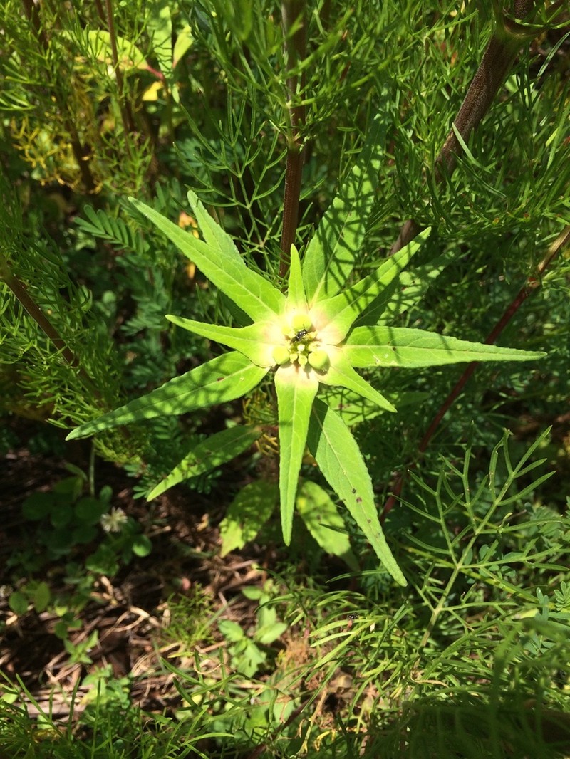 Euphorbia schiedeana