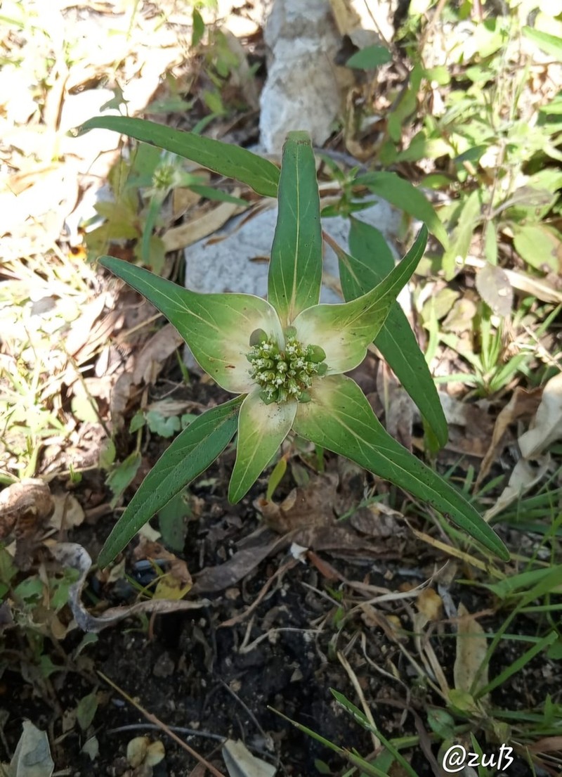 Euphorbia schiedeana photo 2