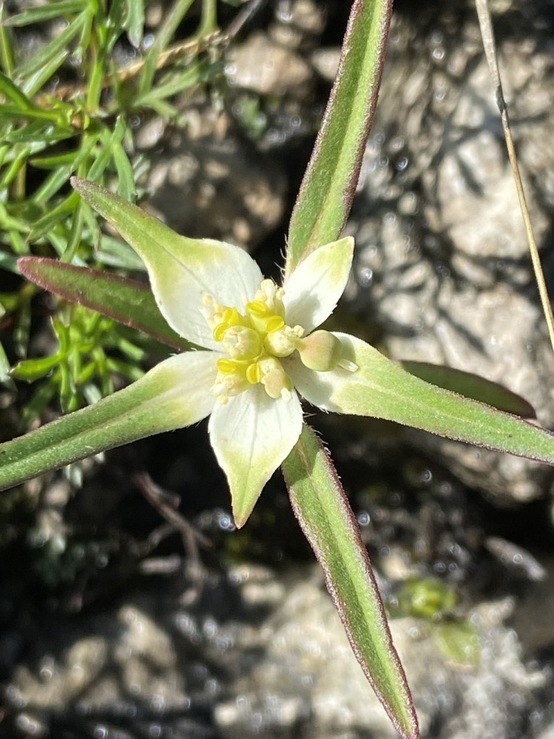 Euphorbia schiedeana photo 4