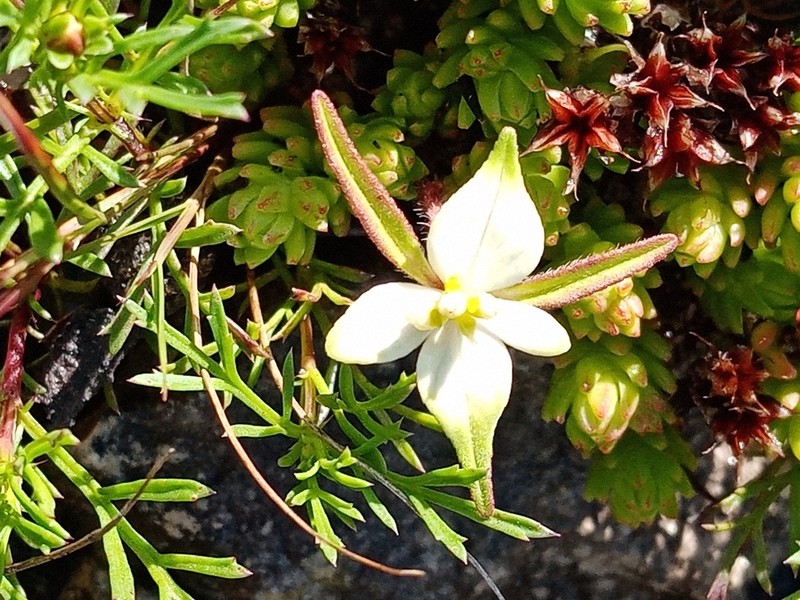 Euphorbia schiedeana photo 5