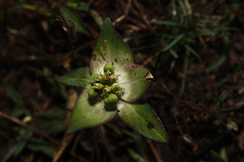 Euphorbia schiedeana photo 6