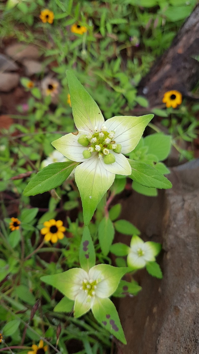 Euphorbia schiedeana photo 7