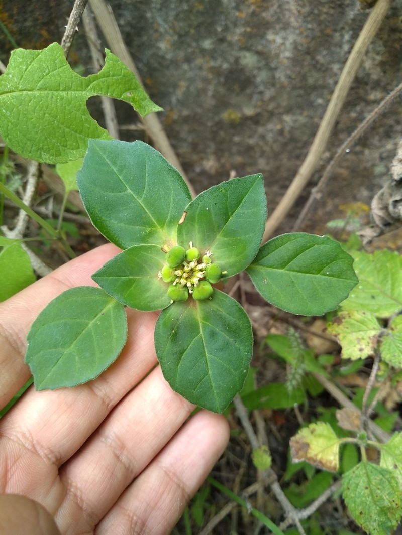 Euphorbia schiedeana photo 8