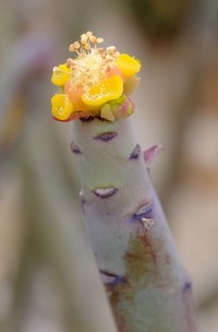 Euphorbia schimperi