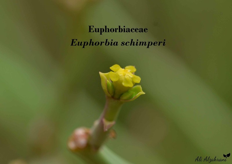 Euphorbia schimperi photo 2