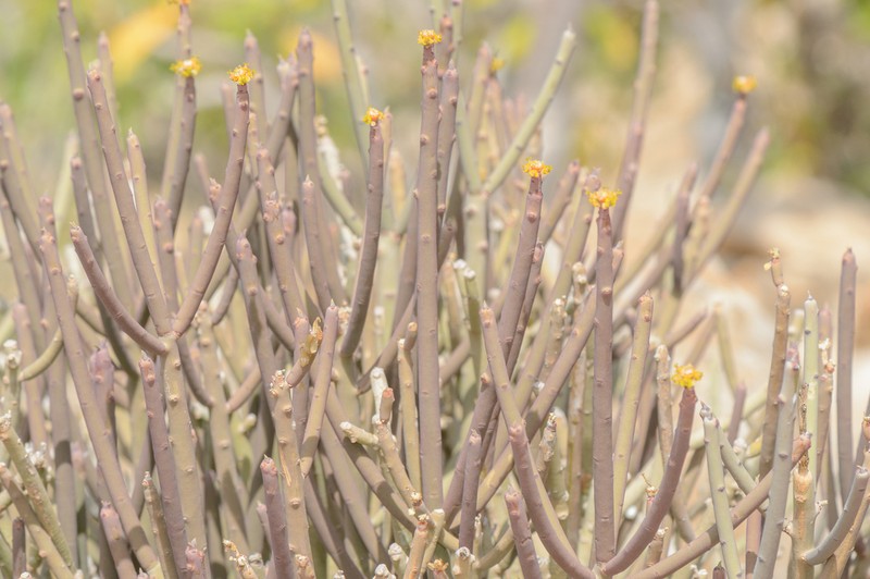 Euphorbia schimperi photo 3