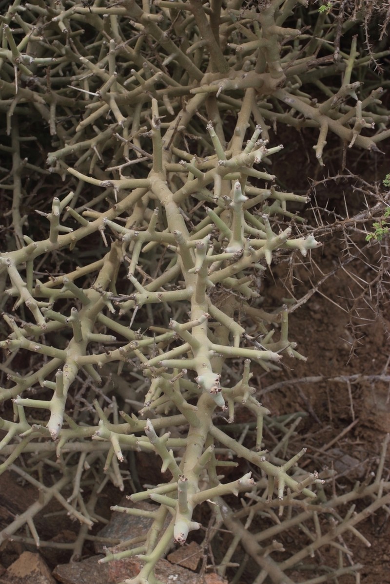 Euphorbia schimperi photo 4