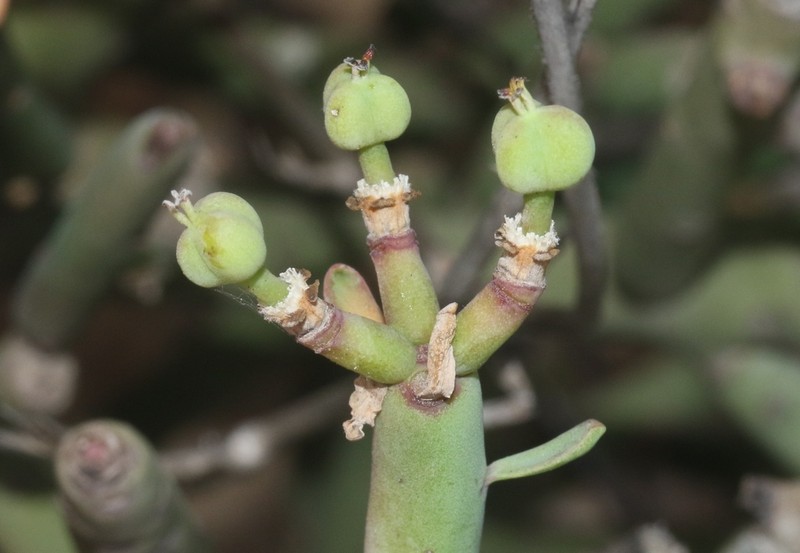 Euphorbia schimperi photo 5