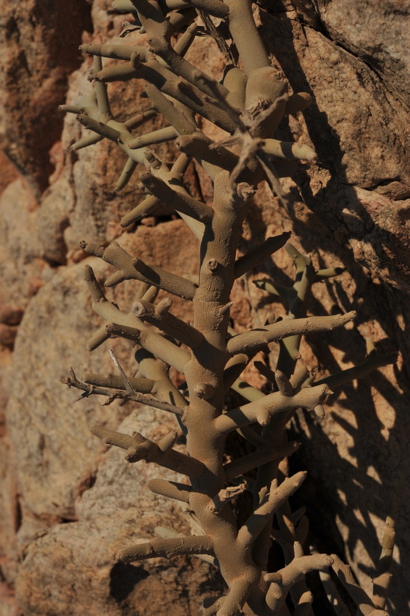 Euphorbia schimperi photo 6