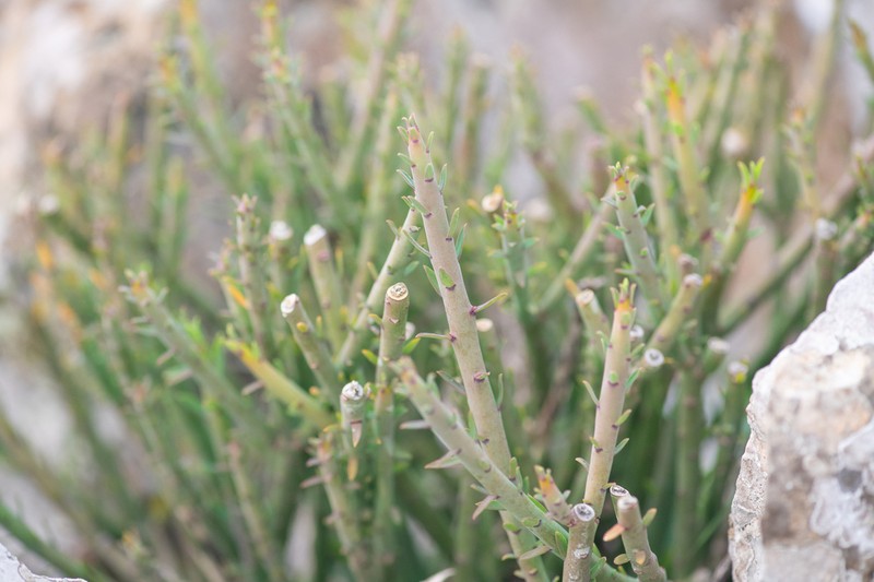 Euphorbia schimperi photo 7