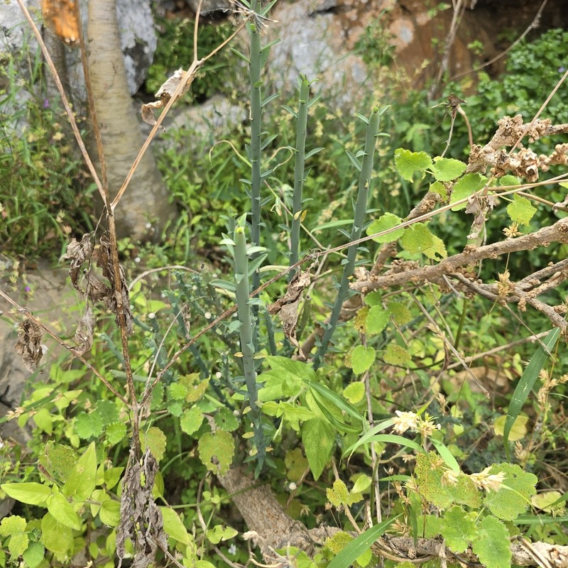 Euphorbia schimperi photo 8