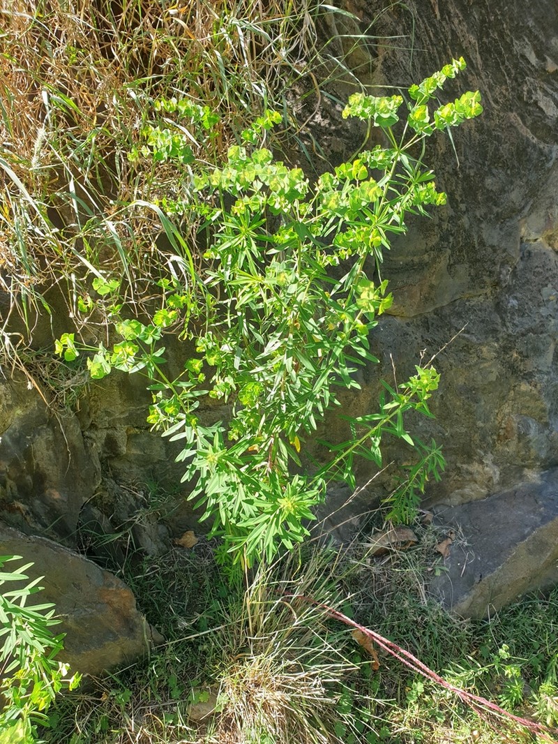 Euphorbia schimperiana photo 3