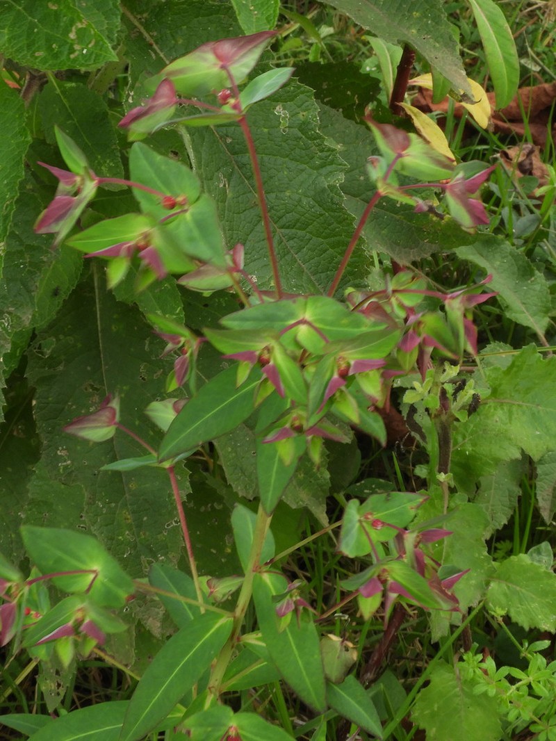 Euphorbia schimperiana photo 4