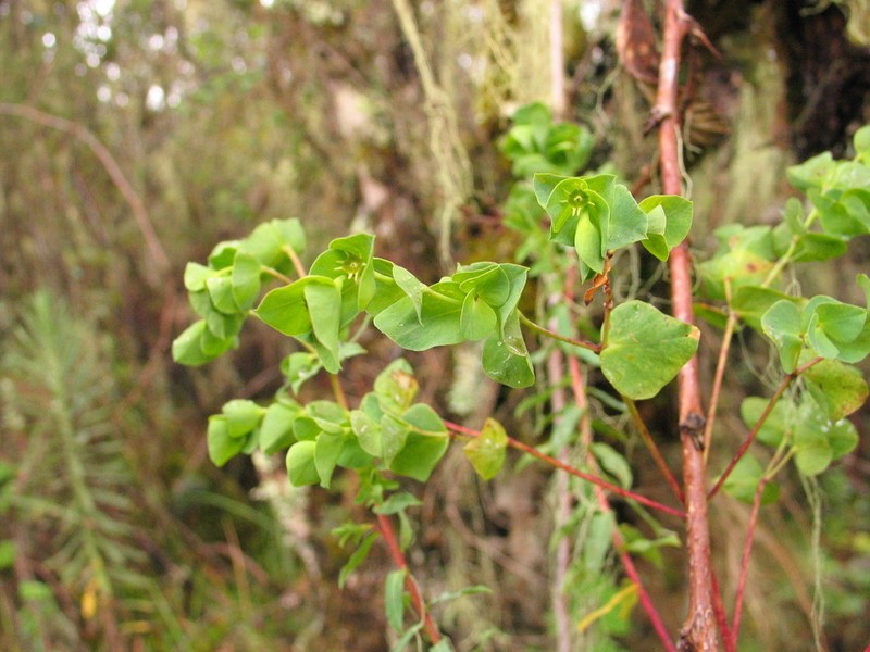 Euphorbia schimperiana photo 5