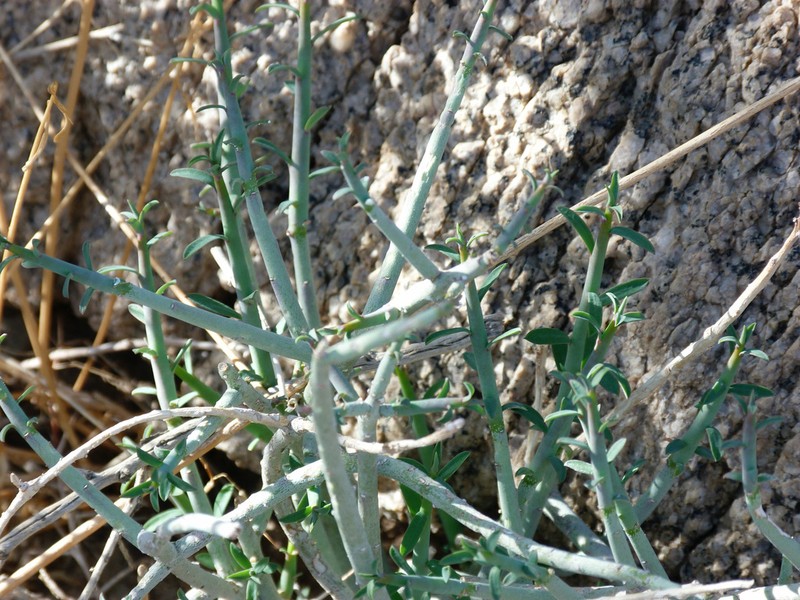 Euphorbia schimperiana photo 6