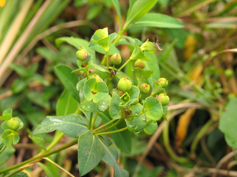 Euphorbia schimperiana photo 7