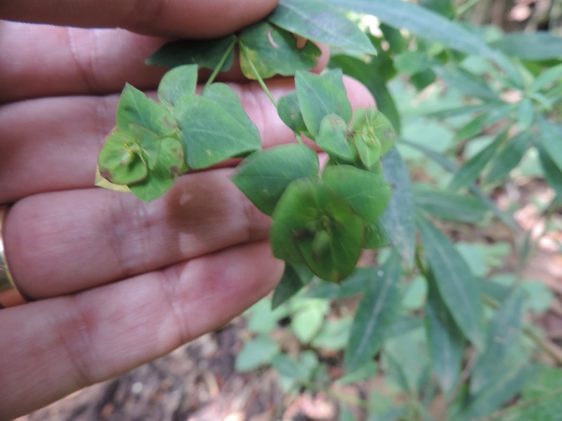 Euphorbia schimperiana photo 8