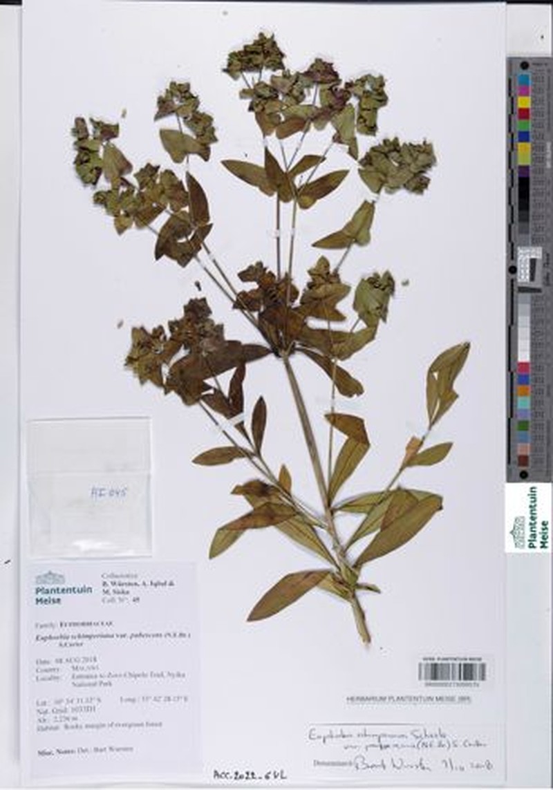 Euphorbia schimperiana var. pubescens