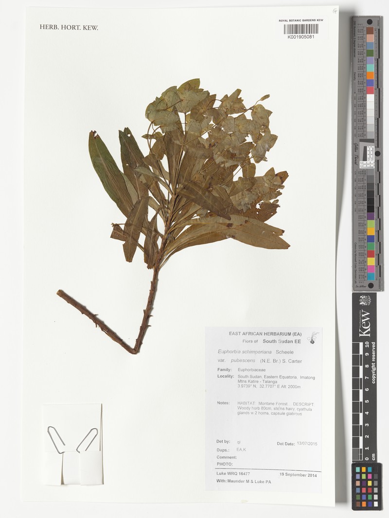 Euphorbia schimperiana var. pubescens photo 2
