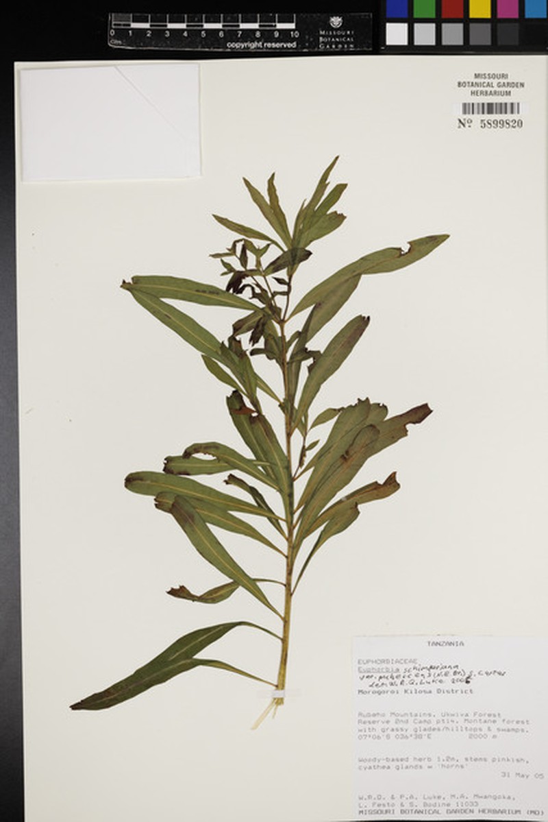 Euphorbia schimperiana var. pubescens photo 3
